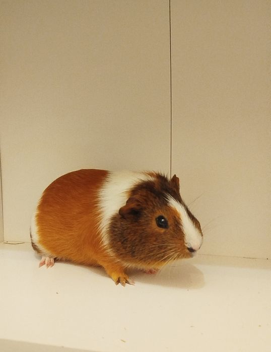 Świnka morska - 4 miesięczna, bardzo aktywna i przyjazna