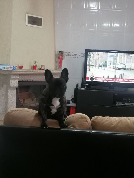 Adoção - Cao bulldog francês