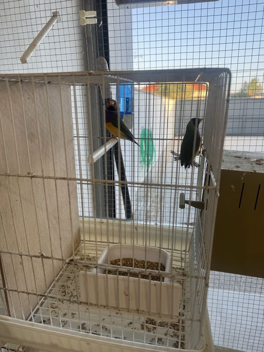 Casais diamantes gould