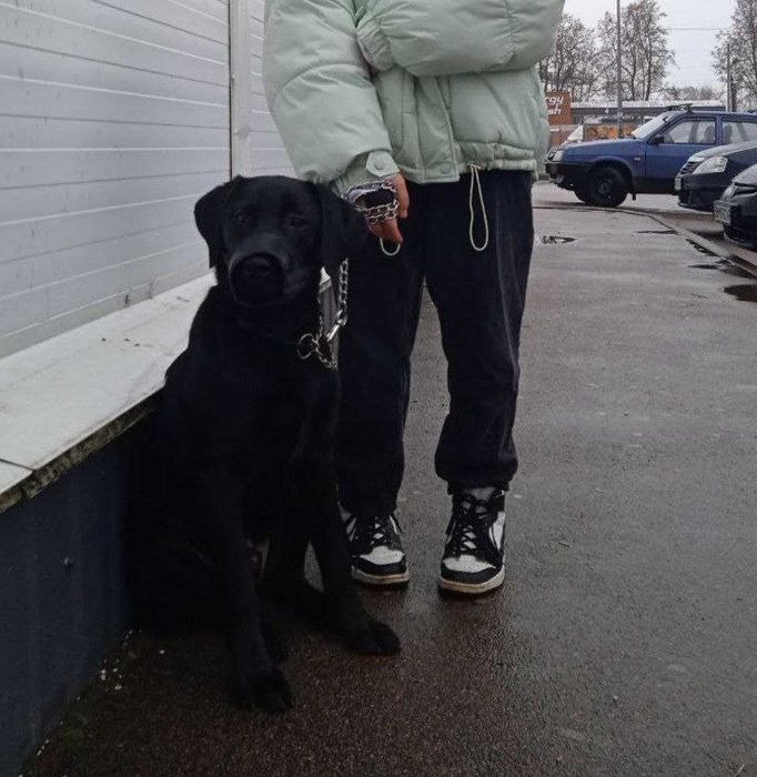 продається Лабрадор