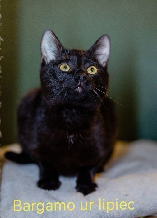 Kociaki z tęsknotą czekają na domy