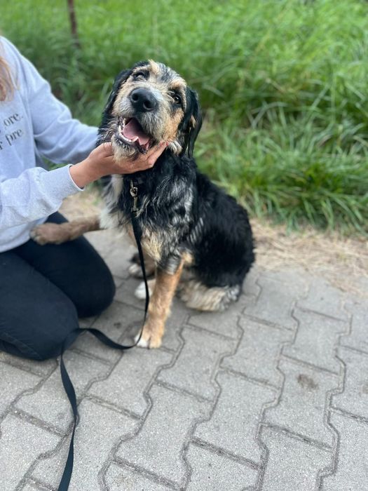 Kochany piesek Uszek szuka domku