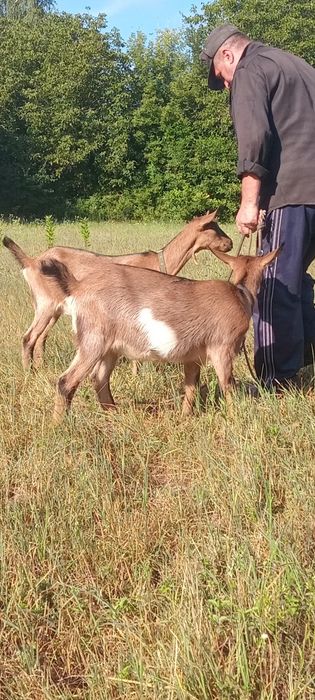 Продам  двох кізочок  Альпійської породи.