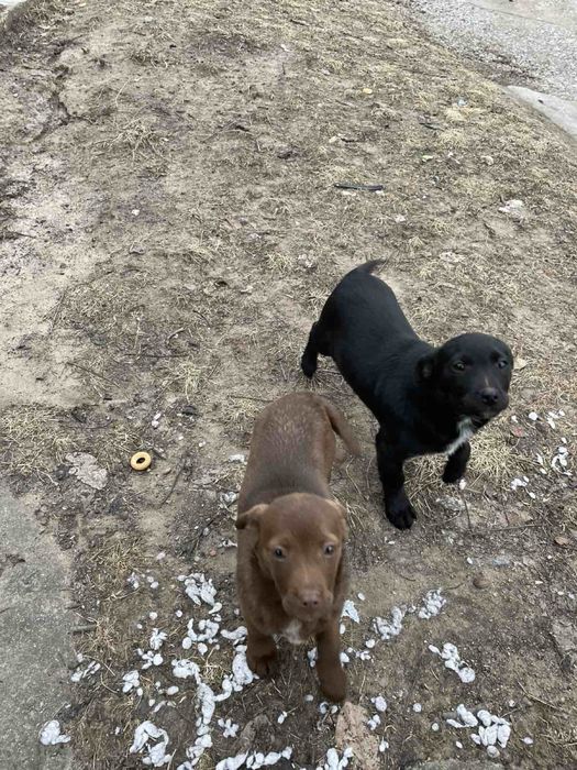 Цуценята від невеличкої собачки