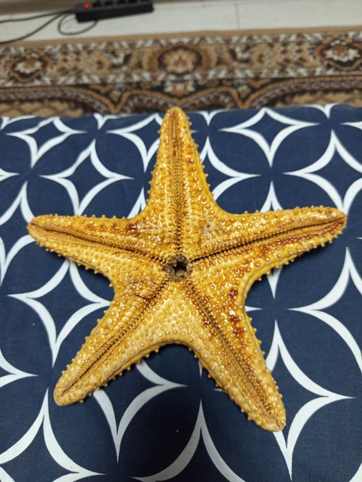 Искусственная морская звезда.