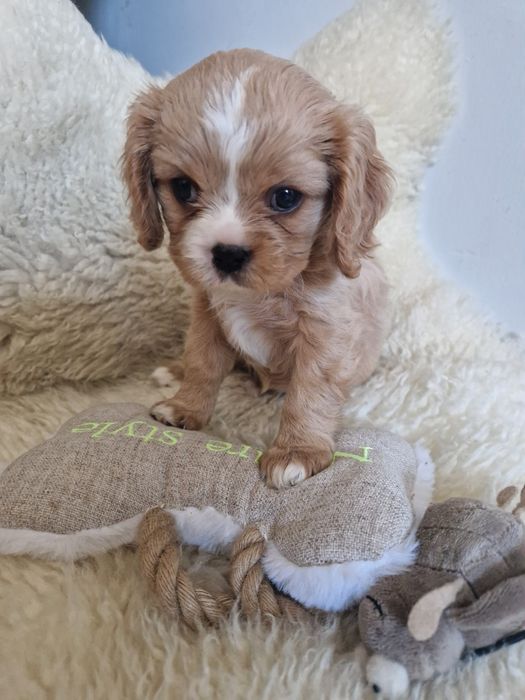 Cavalier sunia z rodowodem