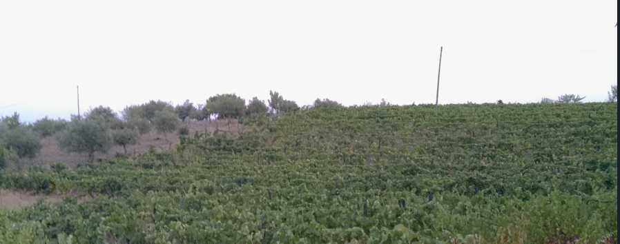 Terreno Freixo de Espada à Cinta (Salgueiro Peladouço) a 700m da vila.