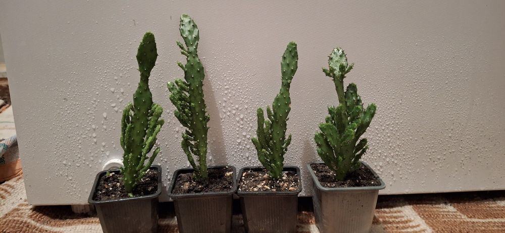 Опунція і багато інших рослин