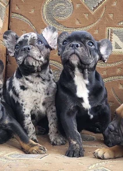 Дівчатка та хлопчики порода Французький бульдог