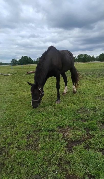 Piękna klacz na sprzedaż