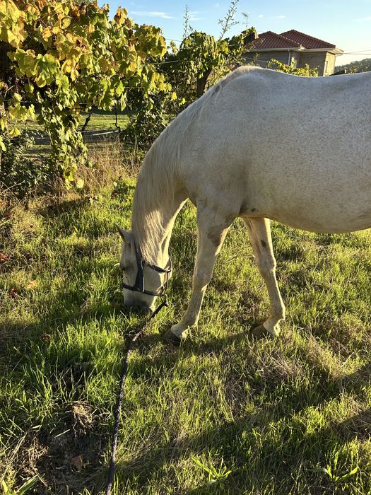 Cavalo Puro Sangue Lusitano