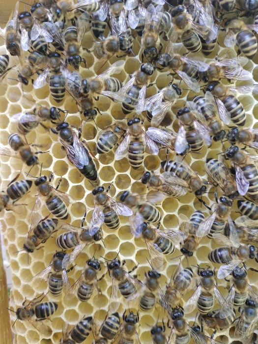 Бджоломатки, матка карпатка