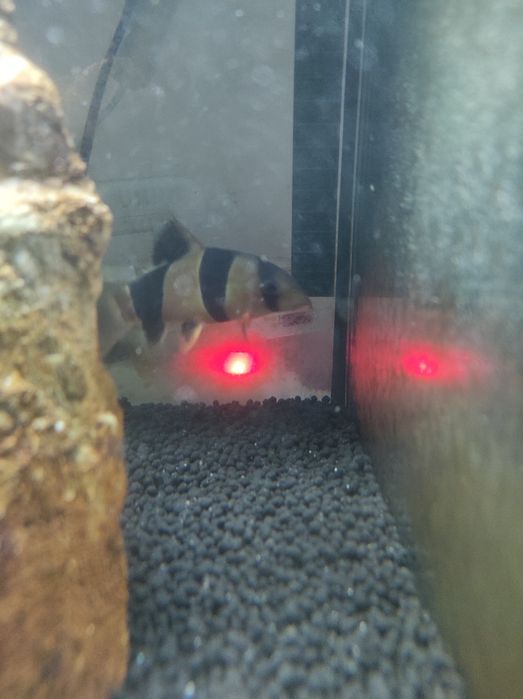 Peixe Botia palhaço