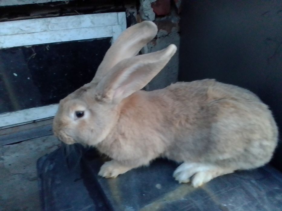 Sprzedam samicę olbrzym belgijski