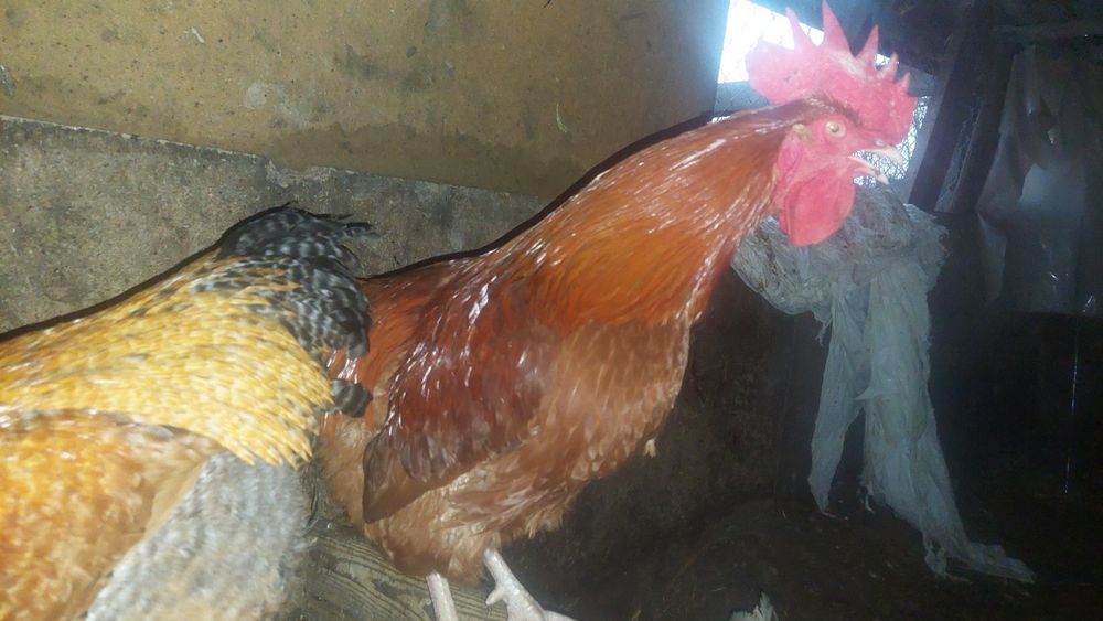 Młode koguty, koguciki