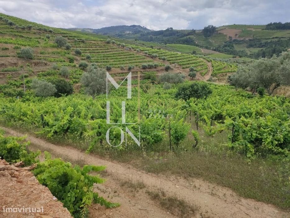 Encantadora Quinta com cerca de 3 Hectares de Tradição e Beleza Natura