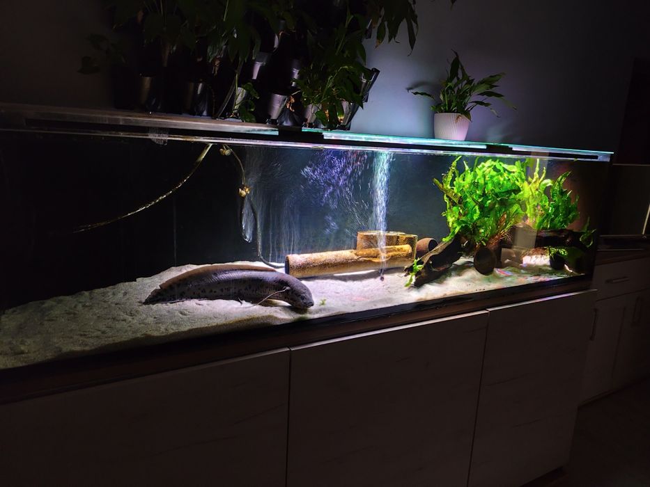 Akwarium 700+sump 375l