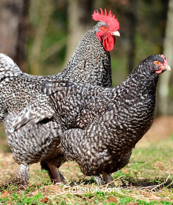 Доставка безкоштовна! Кури несушки!