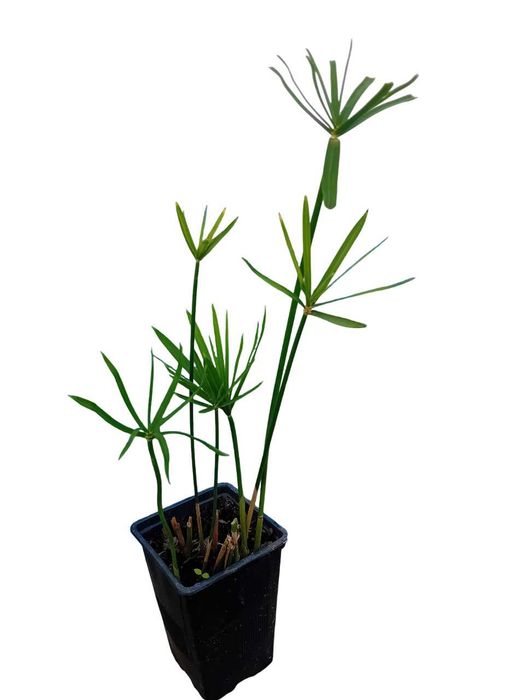 Sombrinha Chinesa / Papiro anao