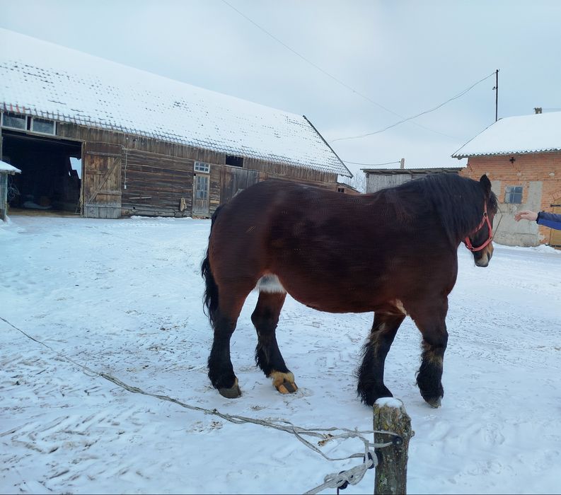 Klacz zimnokrwista źrebna
