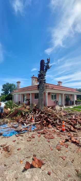 Corte, Abate e Limpeza de Árvores de Grande Porte e Palmeiras | Arborismo | Aveiro, Coimbra e Viseu