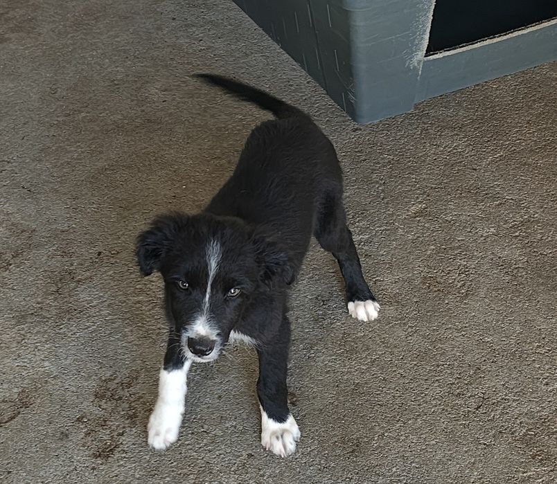 Border collie macho