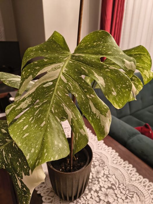 Monstera thai constellation