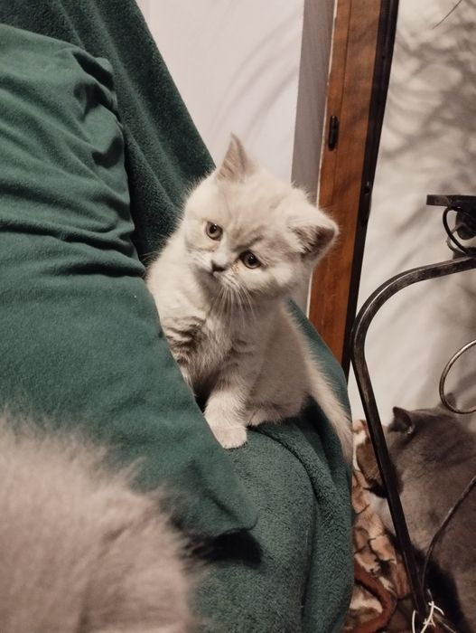 Kotek brytyjski Liliowy