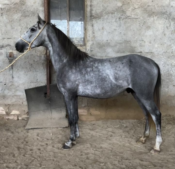 Poldro lusitano 3 anos