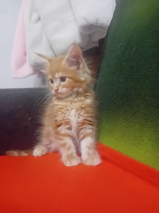Kotka Maine Coon o imieniu Catti Rezerwacja