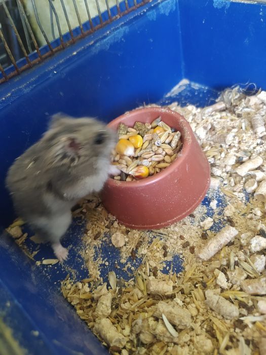 Джунгарский хомяк