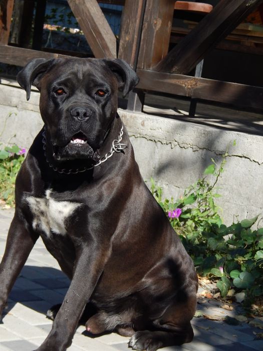 Цуценята кане корсо