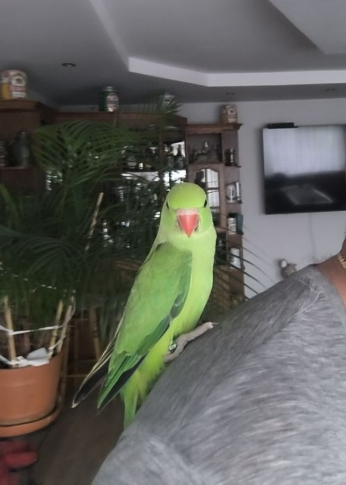 Aleksandretty obrożne ręcznie karmiona.