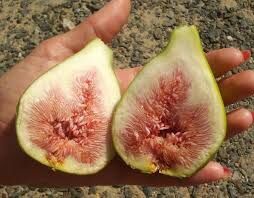 Инжир саженцы с плодами Сорт Далматський