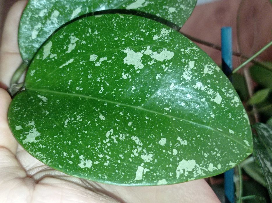 Hoya Hoja PARASITICA lao cięta