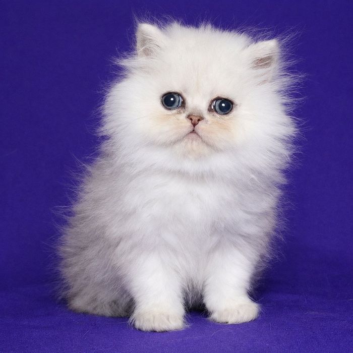 Перс шиншилла серебристая