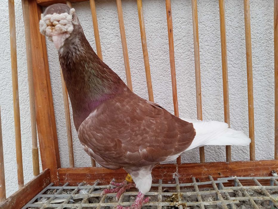 Gołębie staropolskie, gołąb staropolski