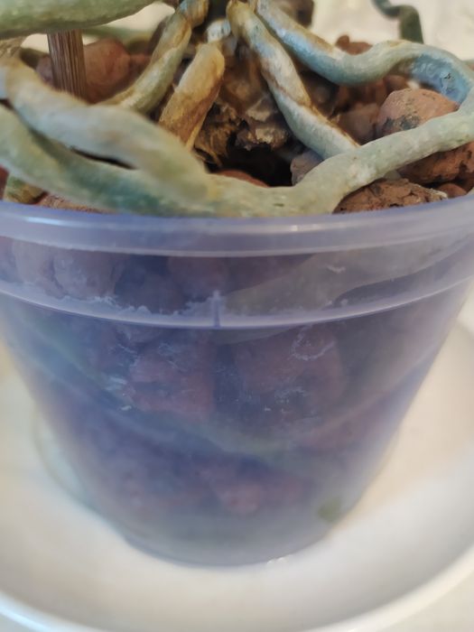 Продам дві орхідеї.