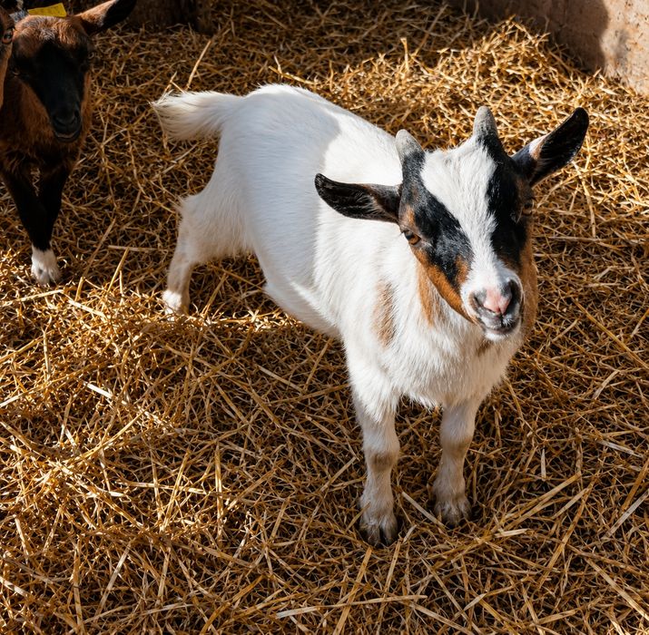 Chibo/ Bode/ Cabrito anão