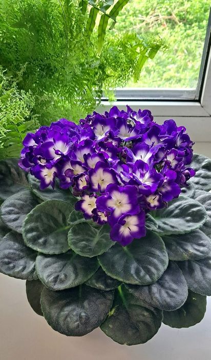 Фиалки сортовые детки