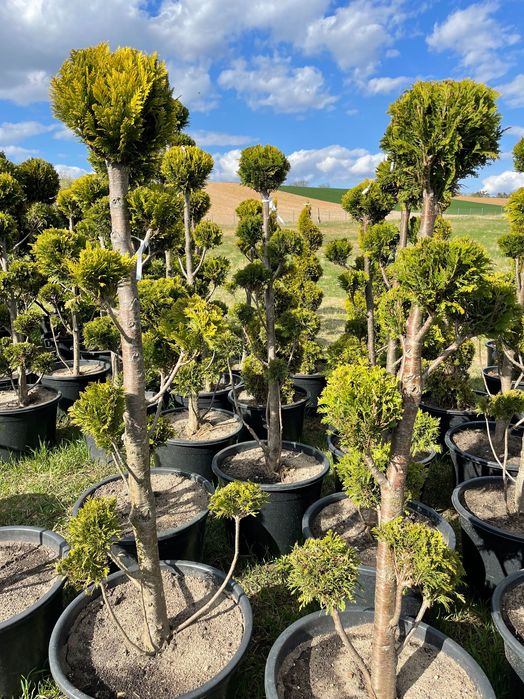 Bonsai Ivonne 7-9 kul Wys.  150-180  cm 550 zł