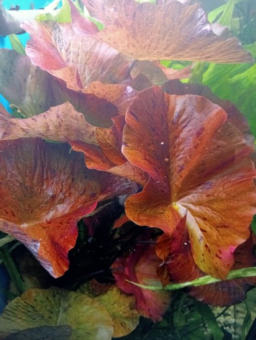 Нимфея тигровая красная. Растение. 460 грн