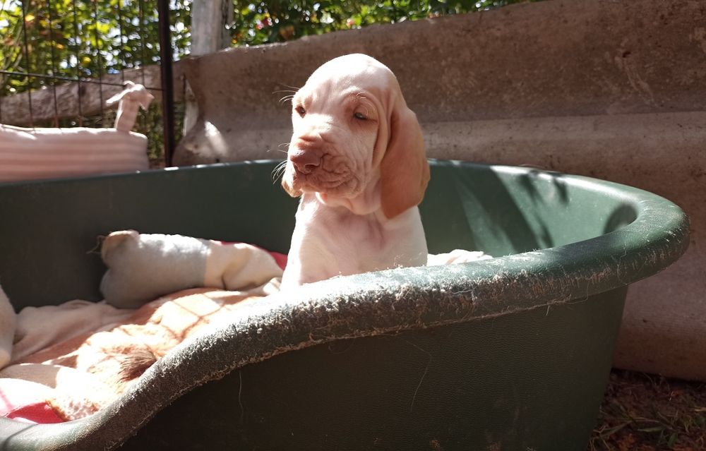 Бракко Итальяно, легавая