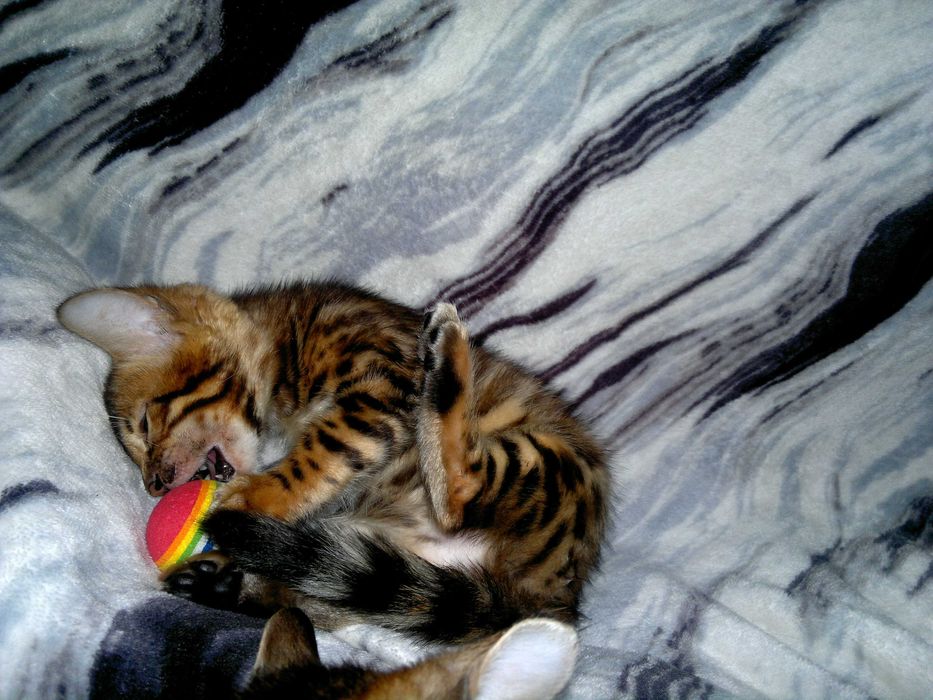 Яскравий бенгальчик BENn24.  Лагідний і няшний хлопчинка