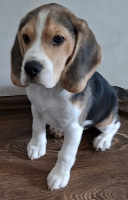 Щенок девочка бигля биколор