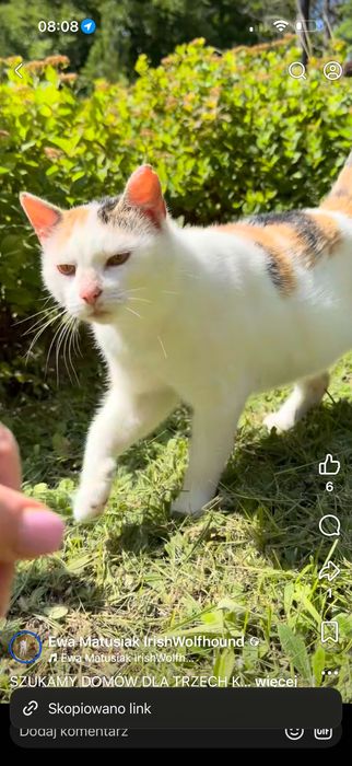 Szukam domu dla kotów