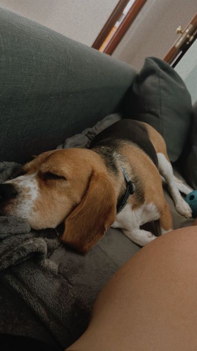 Braco Alemão Cadela e Beagle Cadela
