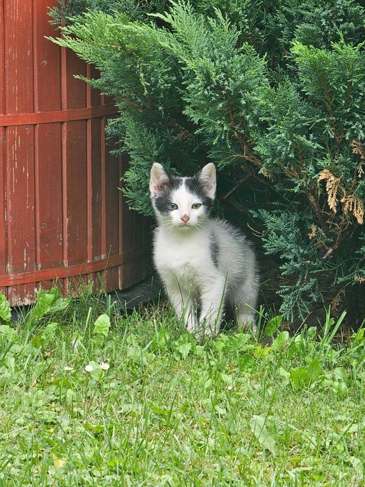 Oddam roczną kotkę oraz trzy miesięcznego kocurka