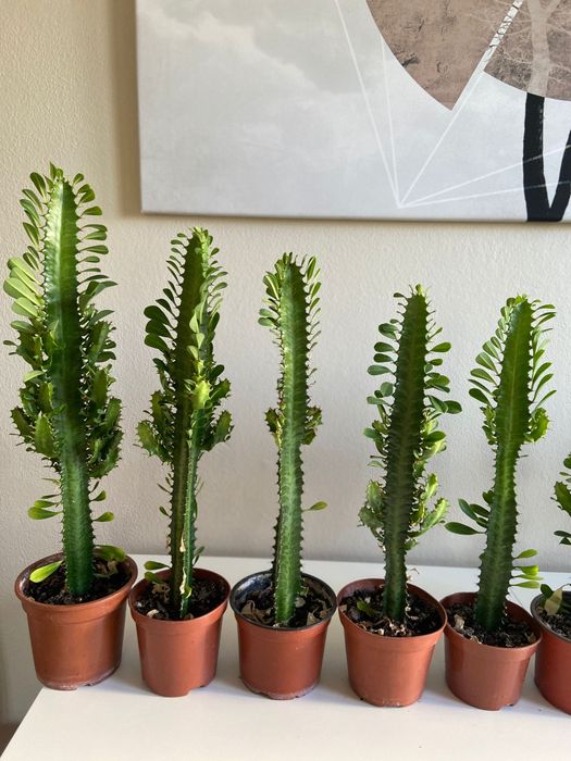 Wilczomlecz trójżebrowy, kaktus, sukulent