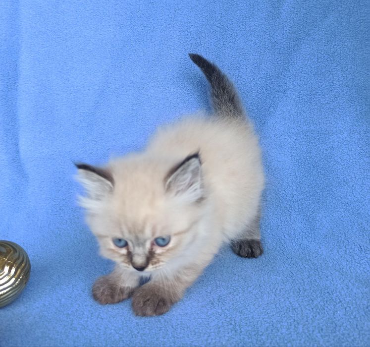 Котята Невские маскарадные продажа